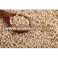 Best Quality Sorghum