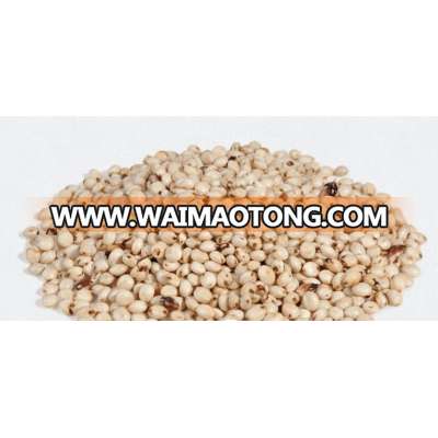 sorghum