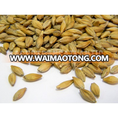 100% organic Feed barley Ukrainian origin