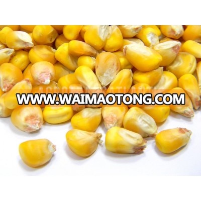 100% organic Feed corn Ukrainian origin