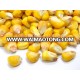 100% organic Feed corn Ukrainian origin