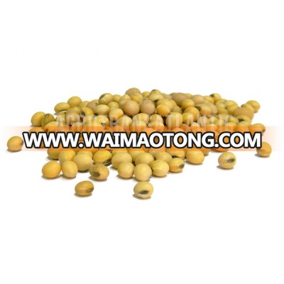 100% organic Soybean in bulk/50 kg bags Ukrainian origin